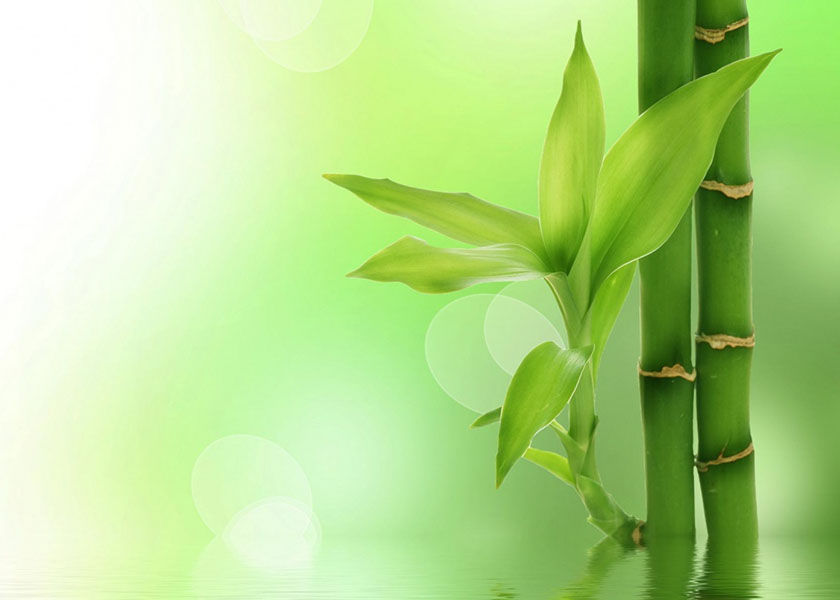 Image for article การดำเนินชีวิตตามคำสอนของต้าฝ่าเป็นวิธีเผยแพร่การฝึกที่ดีที่สุด