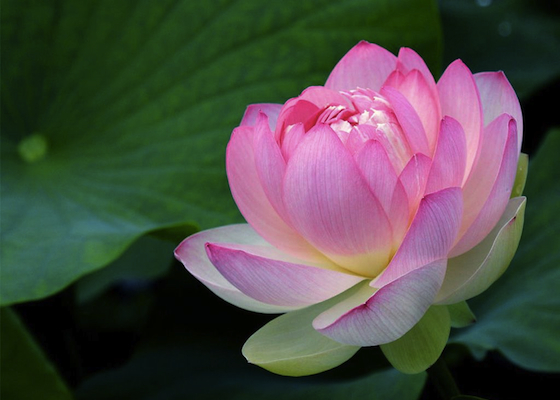 Image for article ความคิดเกี่ยวกับความทุกข์ยากจากโรค