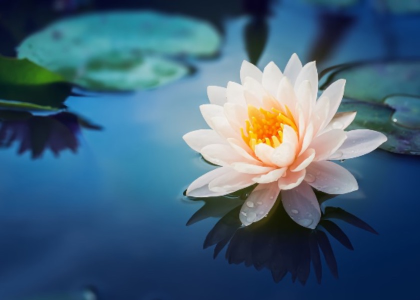 Image for article จากหนังสือ Hearts and Minds Uplifted—The Power of Falun Dafa : นักเรียนมัธยมปลายชาวอเมริกัน : 